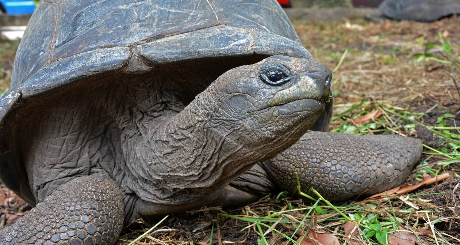 Explore Seychelles Experience 4D/3N ) for 4 days with Across Africa Tours & Travel and discover unforgettable experiences - Photo 2