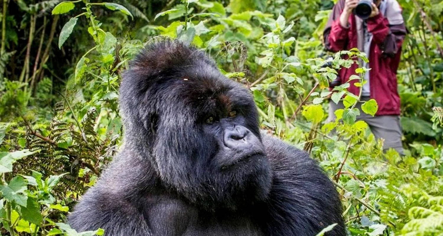Explore Combined Gabon and Sao Tome Principe Tour for 13 days with Across Africa Tours & Travel and discover unforgettable experiences - Photo 2