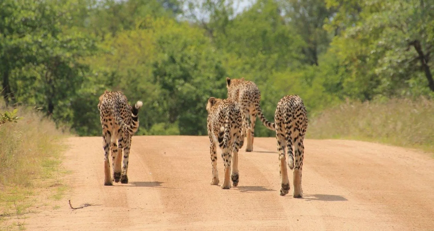 Explore Sabi Sands Reserve Express Safari 5 days/ 4Nights (Comfort plus) for 5 days with Across Africa Tours & Travel and discover unforgettable experiences - Photo 2