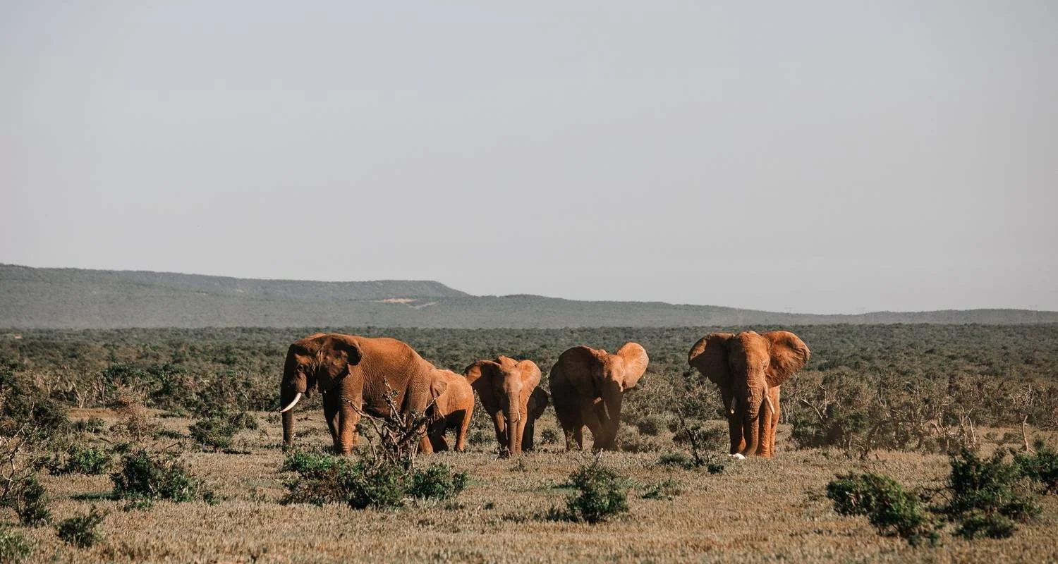 Explore Namibian Highlights Safari 15 Days/ 14 Nights for 15 days with Across Africa Tours & Travel and discover unforgettable experiences - Photo 2