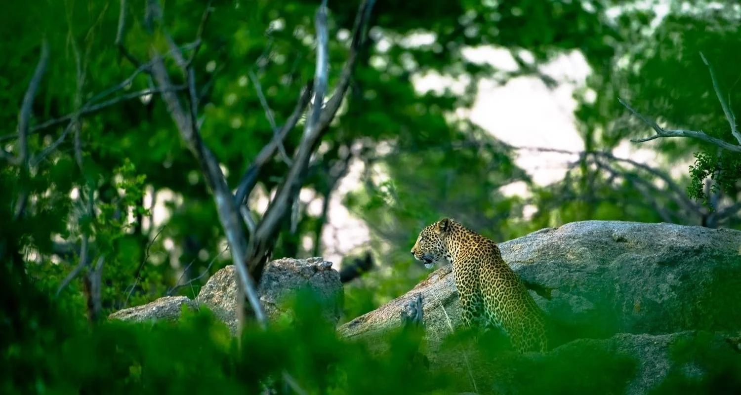 Explore Cape Town City Tour and Bush safaris Adventure  5Days/4Nights. for 5 days with Across Africa Tours & Travel and discover unforgettable experiences - Photo 2