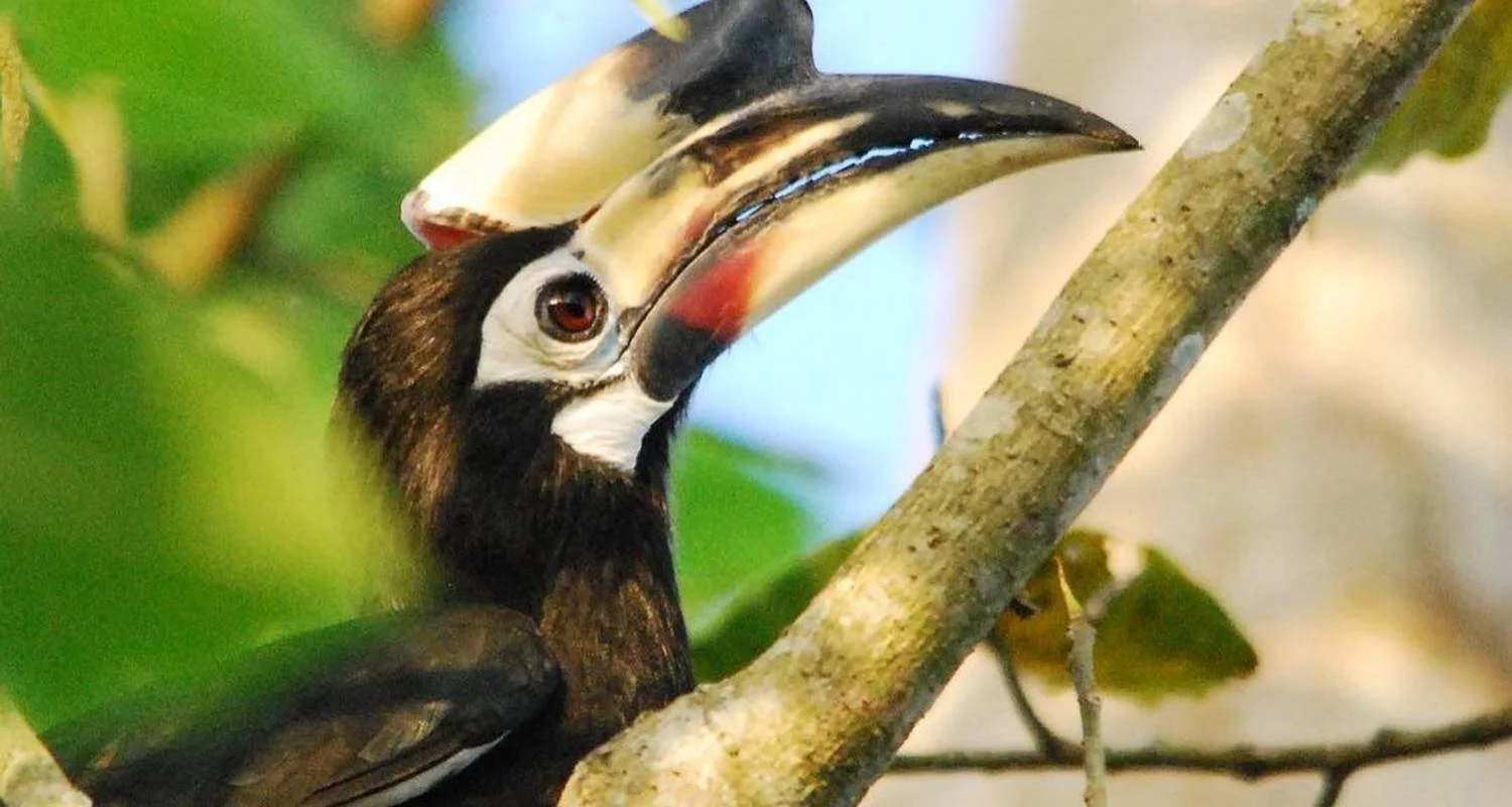 Bird watching tour - 8 days - 8 days with Adventure Himalayan Travels - Photo 2 Explore Bird watching tour - 8 days for 8 days with Adventure Himalayan Travels and discover unforgettable experiences - Photo 2