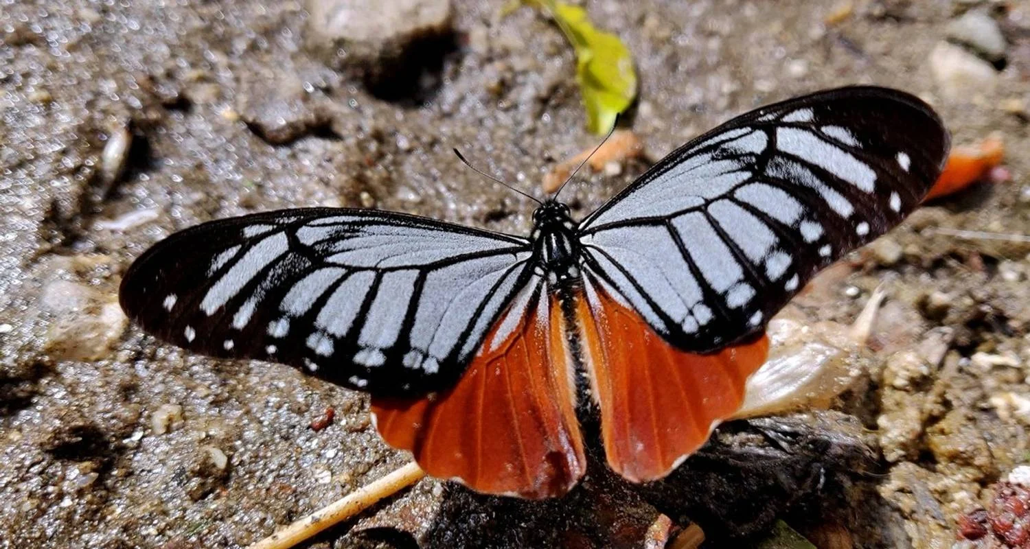 Butterfly Watching Tour - 7 Days - 7 days with Adventure Himalayan Travels - Photo 2 Explore Butterfly Watching Tour - 7 Days for 7 days with Adventure Himalayan Travels and discover unforgettable experiences - Photo 2