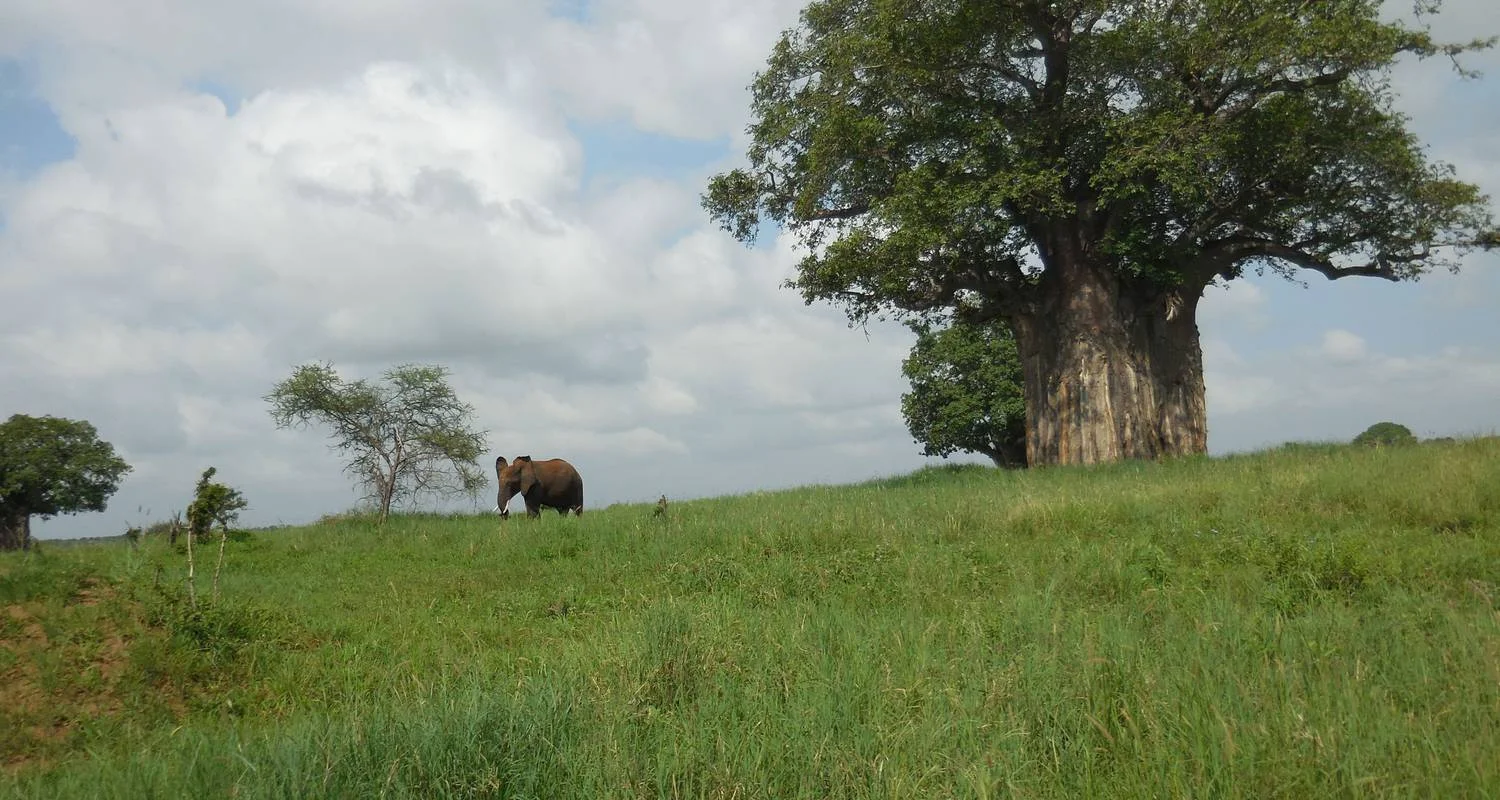 Explore 3 Days The Pride Land's Safari for 3 days with Adventure Makers Tanzania and discover unforgettable experiences - Photo 2