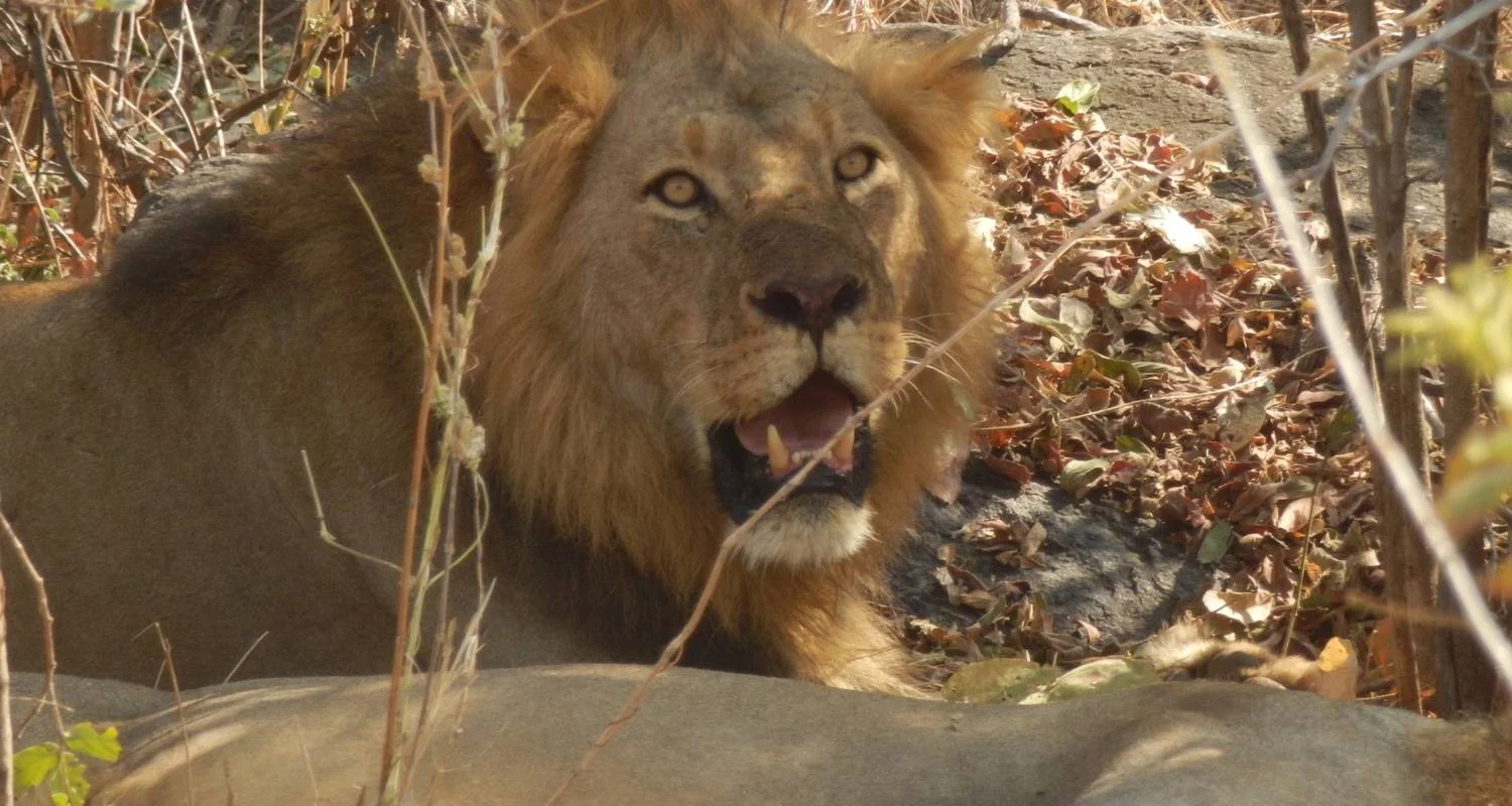 Explore 9 Days Jewels of Southern Tanzania Fly In Safari for 9 days with Adventure Makers Tanzania and discover unforgettable experiences - Photo 2