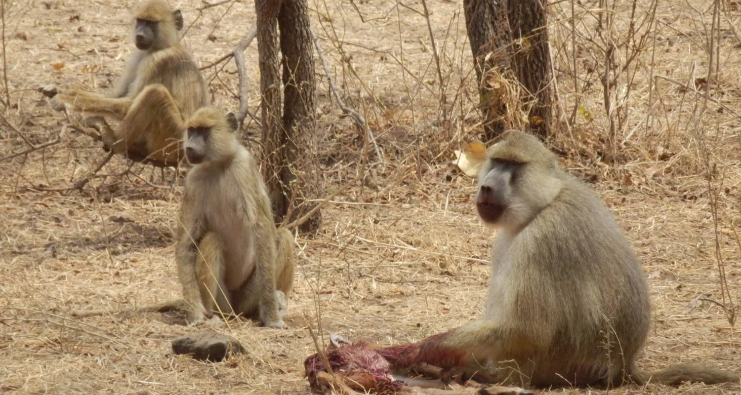 Explore 5 Days Fly In Selous - away from everything and everyone for 5 days with Adventure Makers Tanzania and discover unforgettable experiences - Photo 2