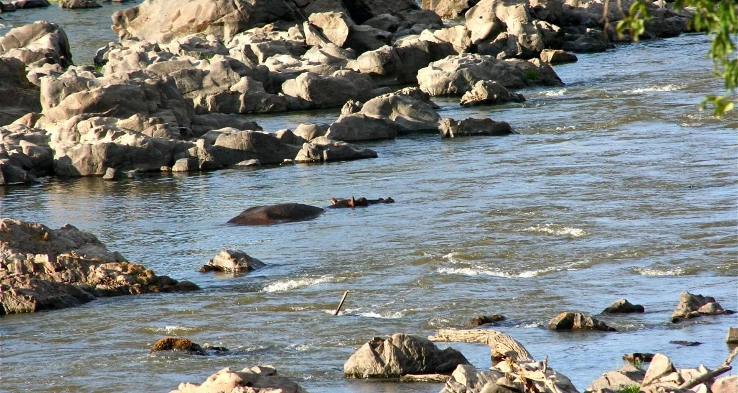 Explore 7 Days Selous, Mikumi & Ruaha Safari Package for 7 days with Adventure Makers Tanzania and discover unforgettable experiences - Photo 2