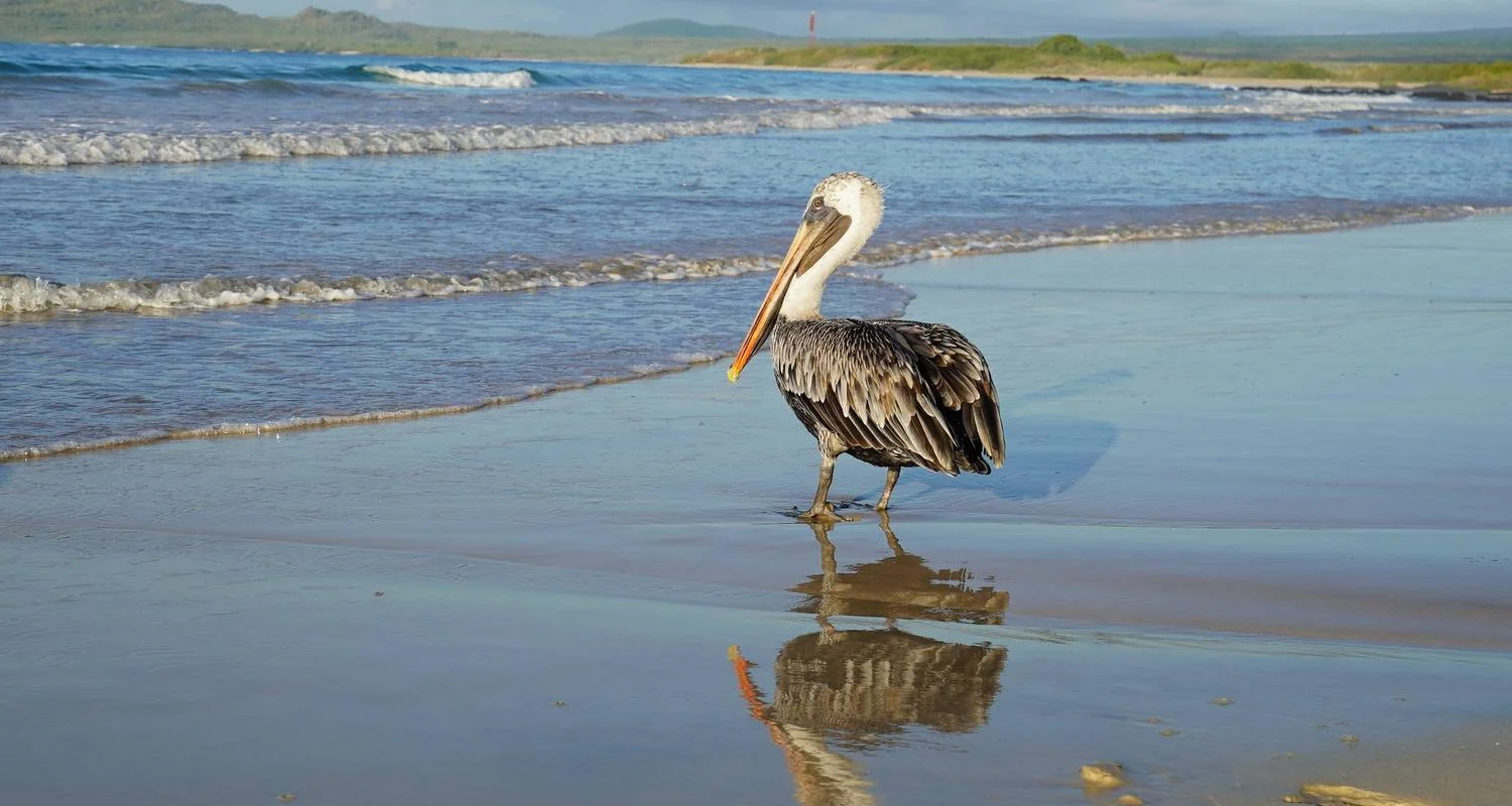 Explore Galapagos Essentials for 7 days with Adventure Journeys and discover unforgettable experiences - Photo 2