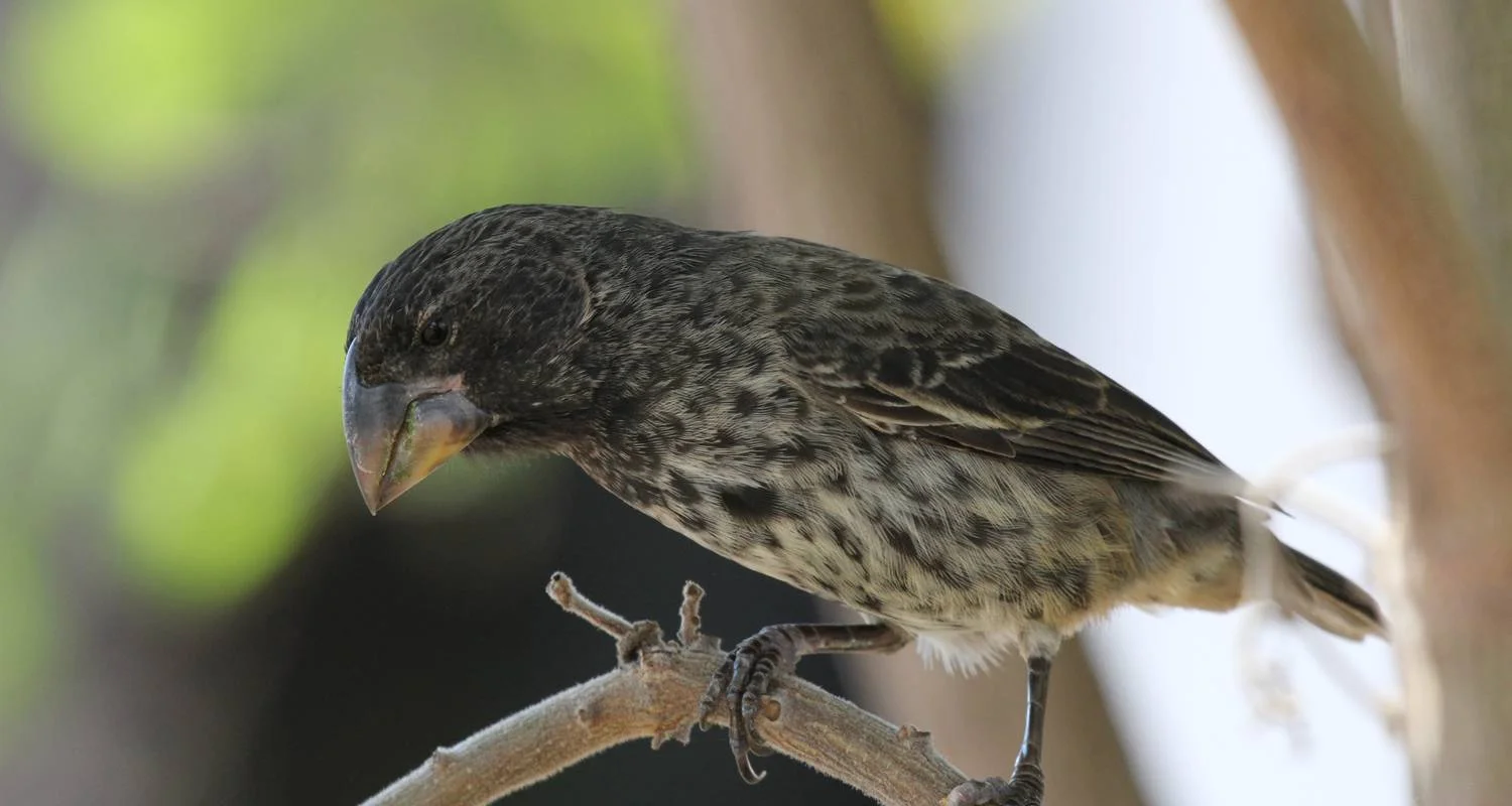 Explore The Best of Galapagos for 7 days with Adventure Journeys and discover unforgettable experiences - Photo 2