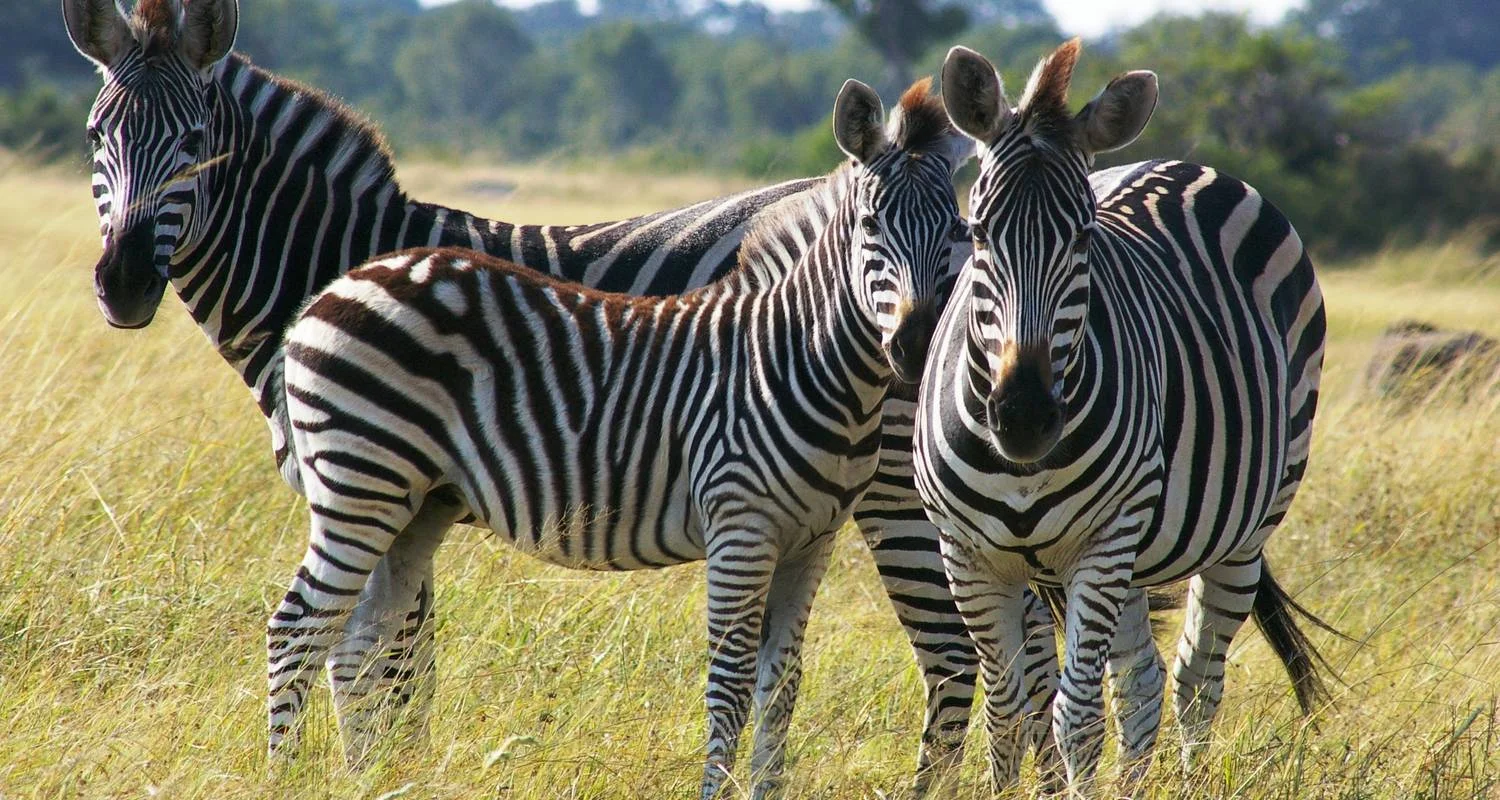 Explore Highlights of Zambia - 10 days for 10 days with Adventure Purists Ltd. and discover unforgettable experiences - Photo 2