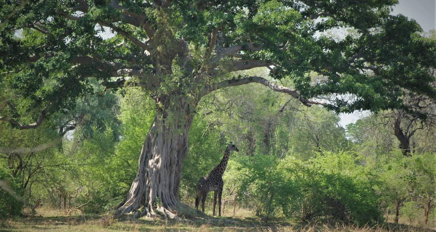 Explore Safari through the Zambezi and Luangwa Valleys for 14 days with Adventure Purists Ltd. and discover unforgettable experiences - Photo 2