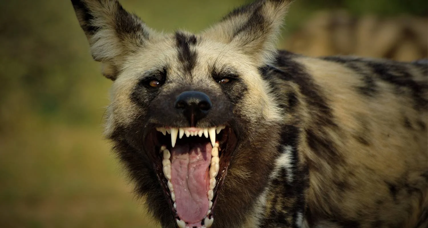 Explore Kafue 6 Days / 5 Nights Budget Safari for 6 days with Adventure Purists Ltd. and discover unforgettable experiences - Photo 2