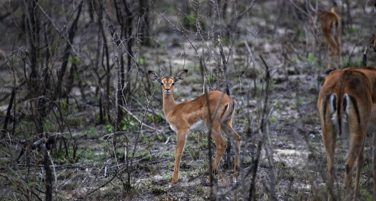 Explore Liuwa, Kafue, South Luangwa NP- Exploring Zambia's Wilderness for 15 days with Adventure Purists Ltd. and discover unforgettable experiences - Photo 2