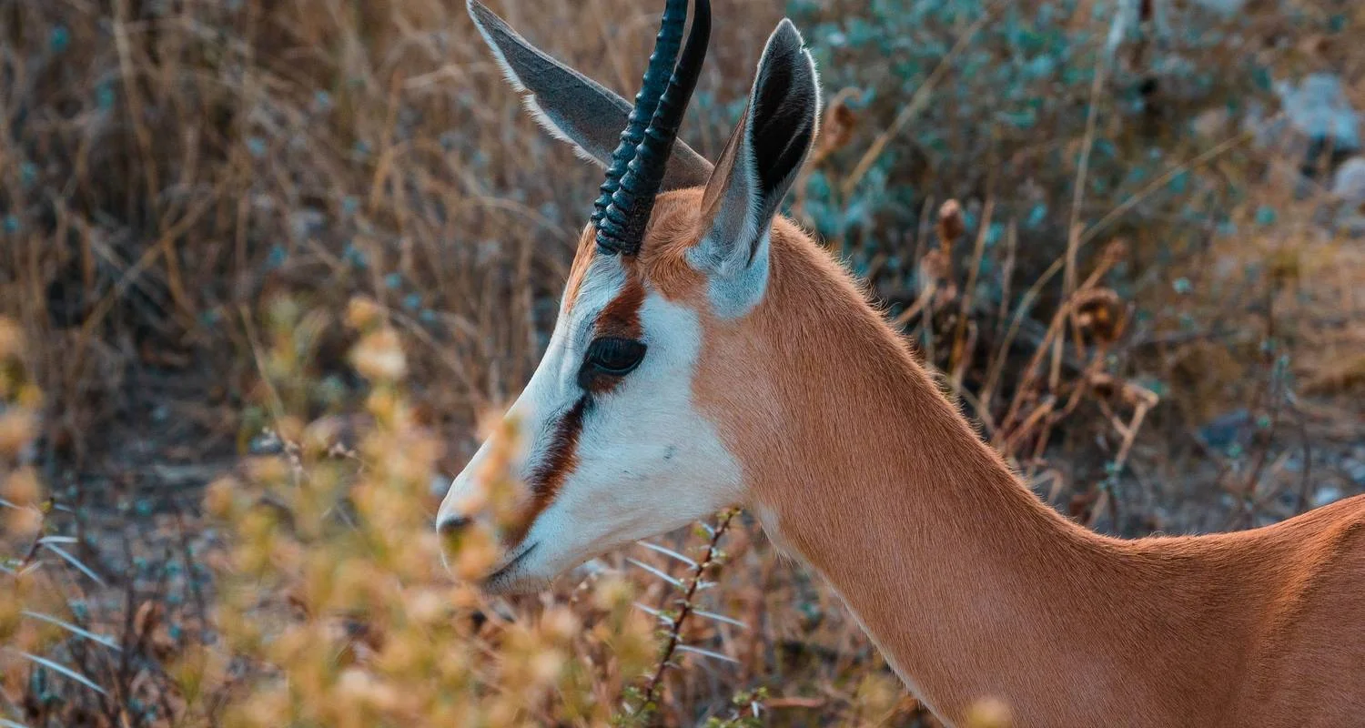 Explore Zambia's Best Parks for 9 days with Adventure Purists Ltd. and discover unforgettable experiences - Photo 2