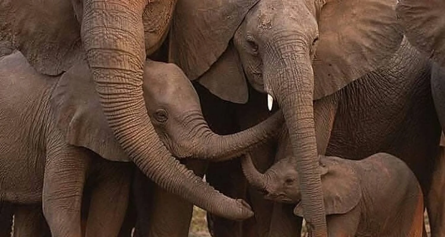 Explore 6 Days Tanzania Lodge Safari for 6 days with Africa Outland Safaris and discover unforgettable experiences - Photo 2