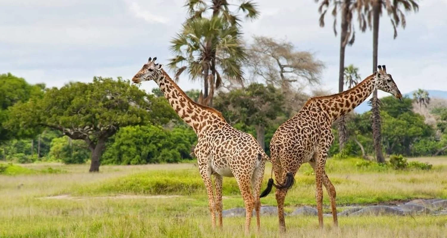 Explore 4 Days Joining Tarangire and Ngororngoro for 4 days with Africa Outland Safaris and discover unforgettable experiences - Photo 2