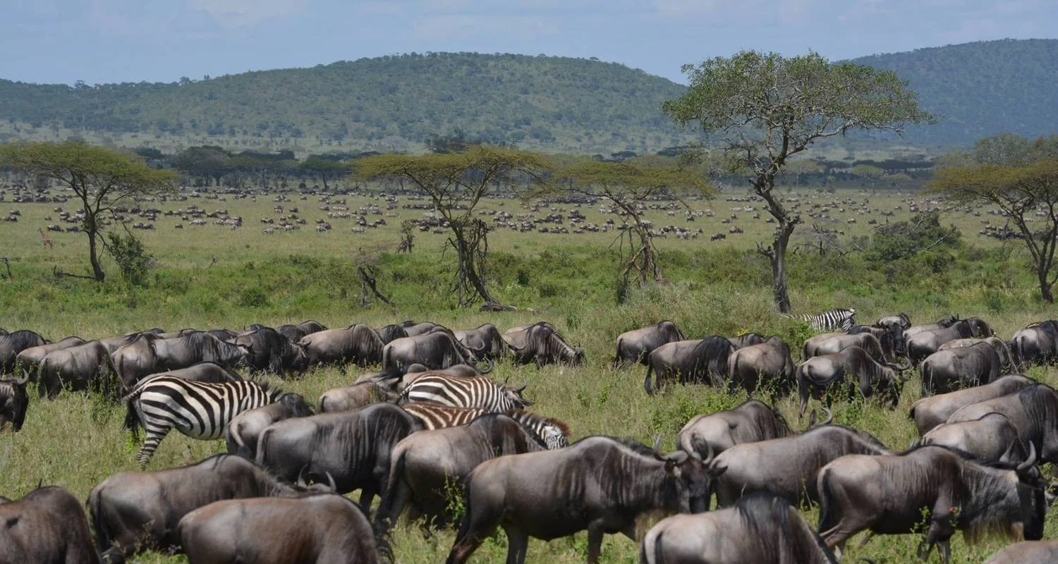 Explore Day trip in Ngorongoro Crater for 1 days with Africa Outland Safaris and discover unforgettable experiences - Photo 2