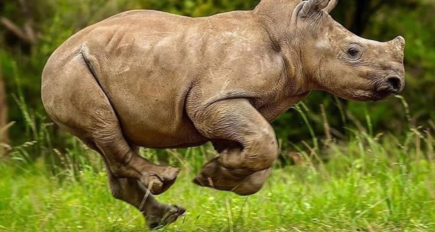 Explore 4 Days Tanzania Lodge Safaris for 4 days with Africa Outland Safaris and discover unforgettable experiences - Photo 2