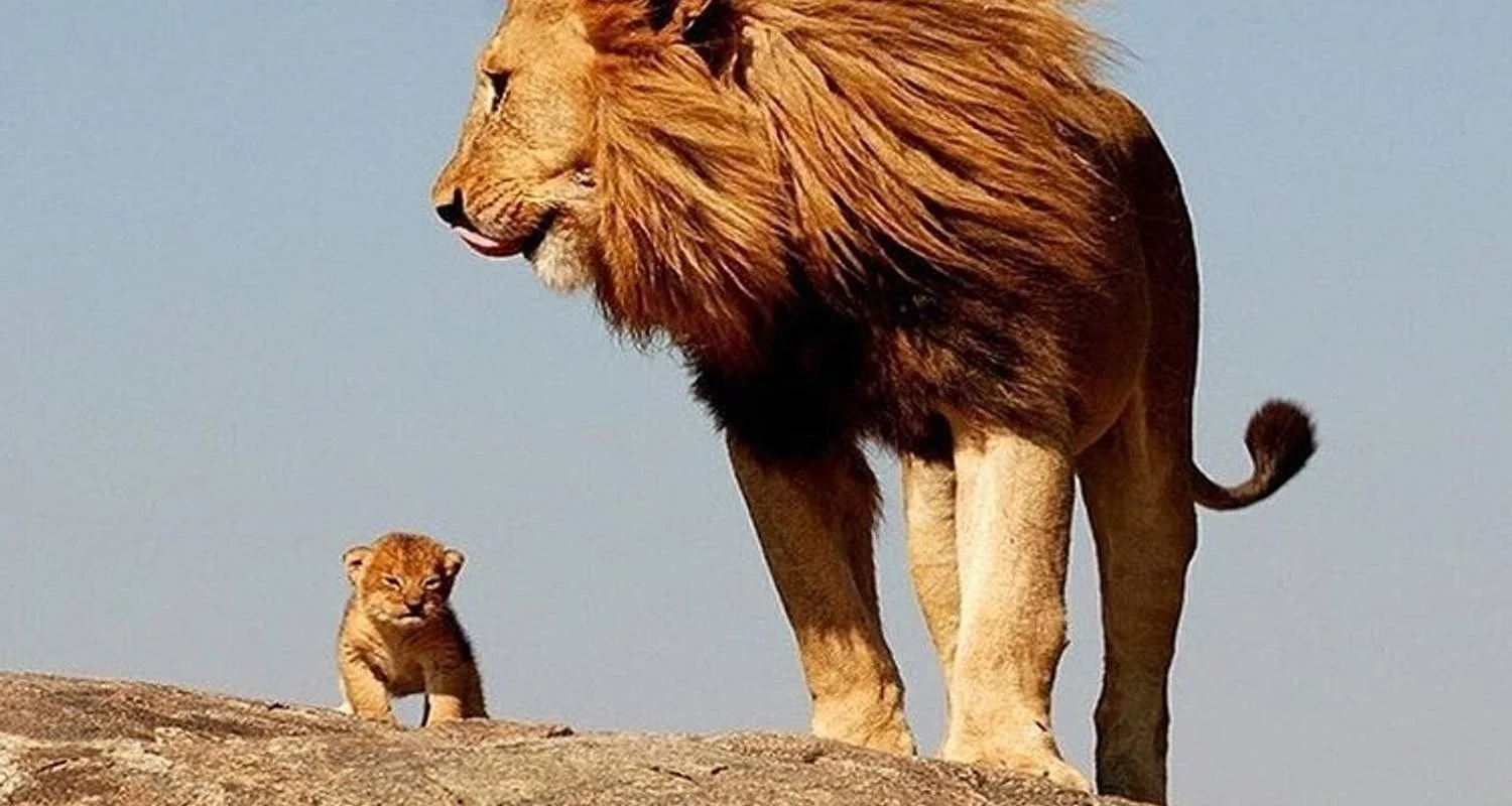 Explore 4 Days Lake Manyara, Serengeti and Ngorongoro Crater for 4 days with Africa Outland Safaris and discover unforgettable experiences - Photo 2