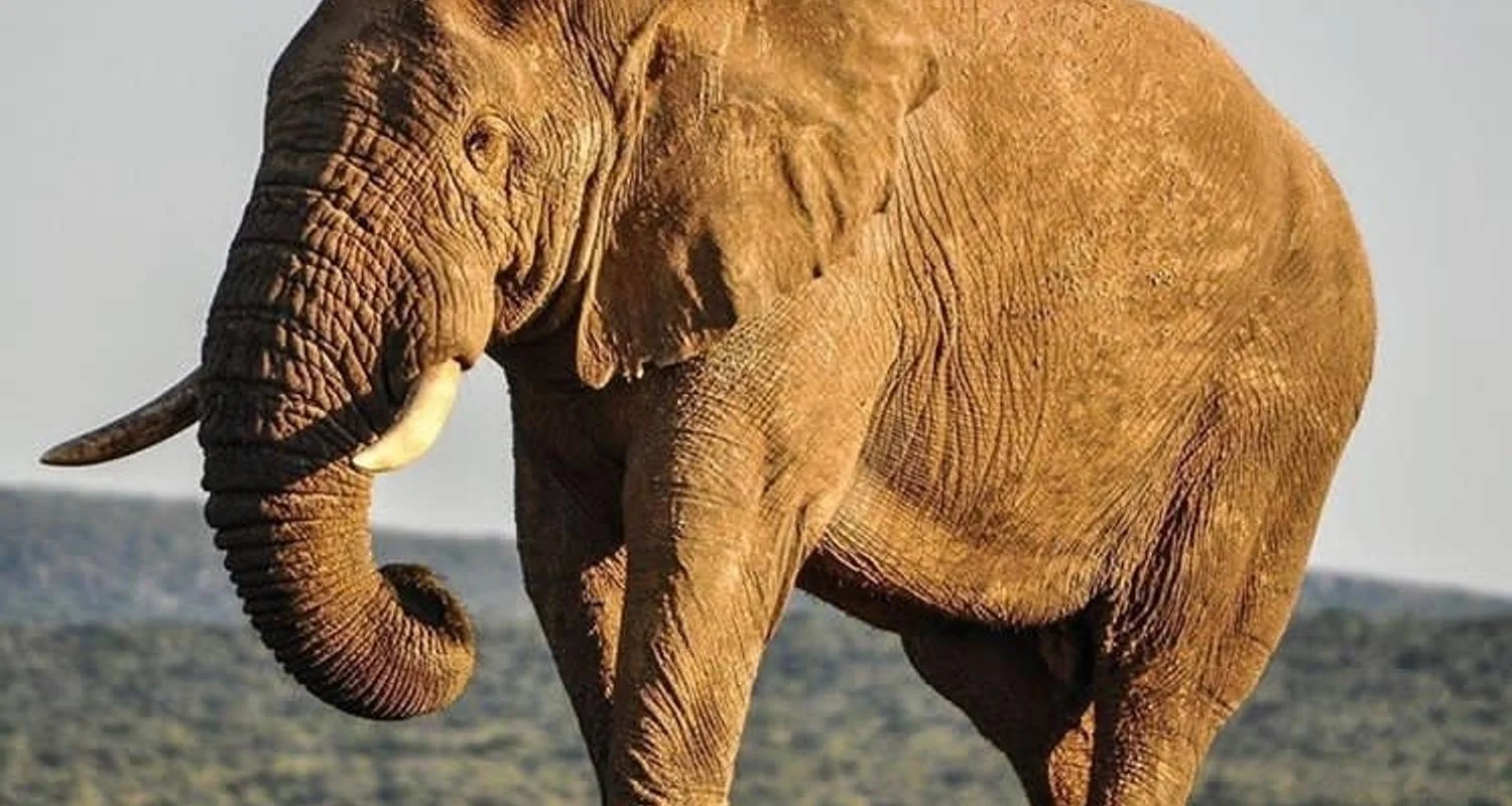 Explore 5 Days Tanzania Budget Camping Safari for 5 days with Africa Outland Safaris and discover unforgettable experiences - Photo 2