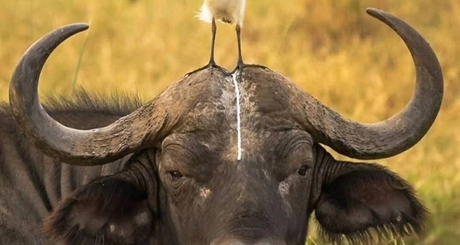 Explore 6 Days Semi Luxury Safari for 6 days with Africa Outland Safaris and discover unforgettable experiences - Photo 2