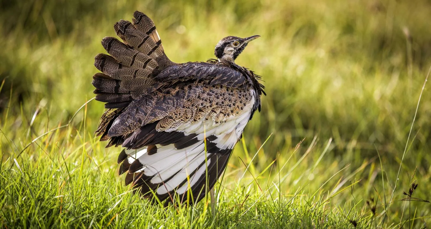 Explore 3 Days Tarangire, Ngorongoro Craeter & Lake Manyara for 3 days with Africa Outland Safaris and discover unforgettable experiences - Photo 2