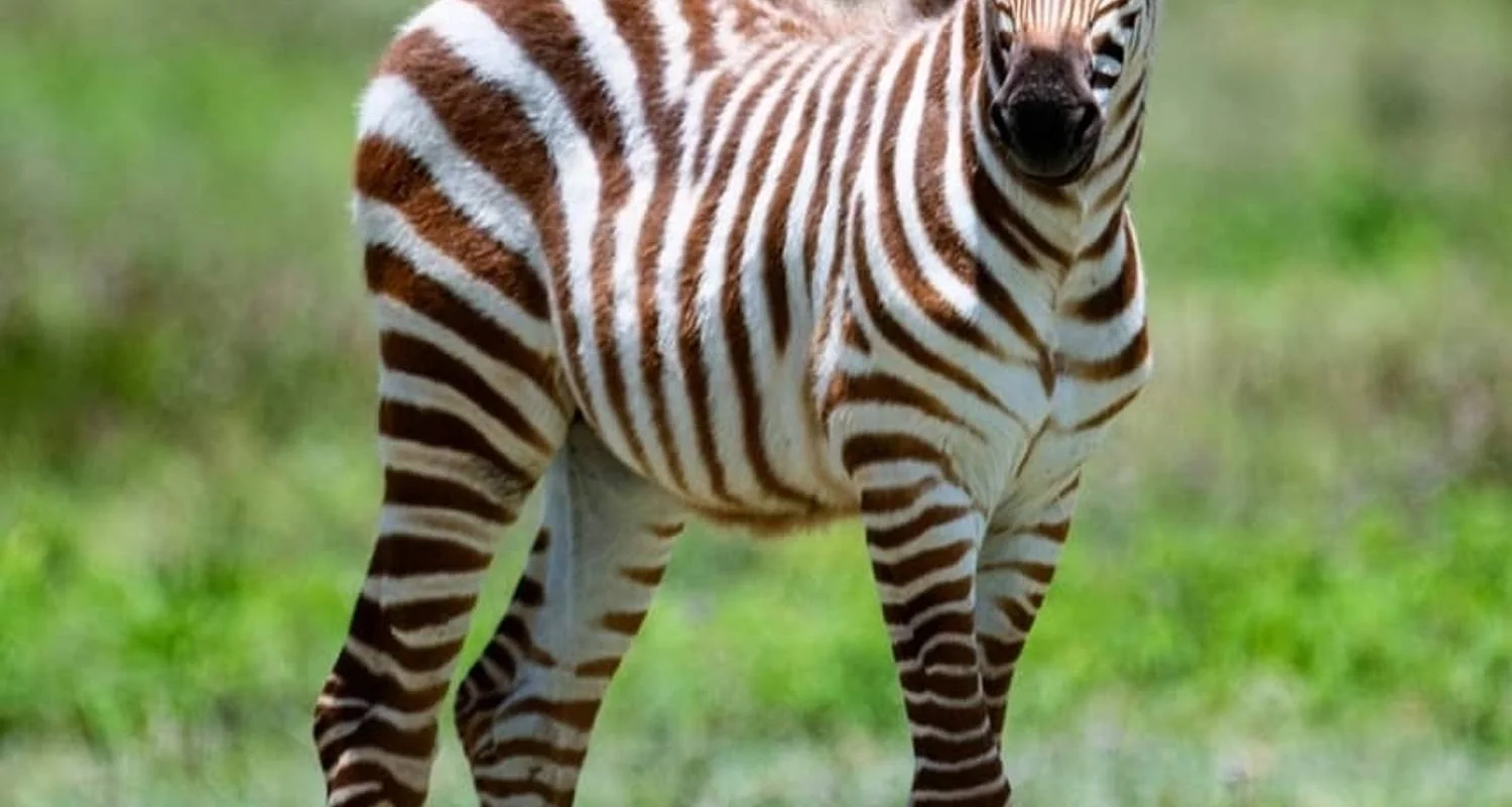 Explore Day trip in Arusha National Park Tanzania for 1 days with Africa Outland Safaris and discover unforgettable experiences - Photo 2