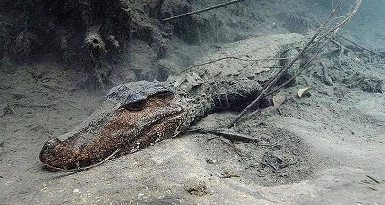 Explore Day trip in Lake Manyara National Park for 1 days with Africa Outland Safaris and discover unforgettable experiences - Photo 2