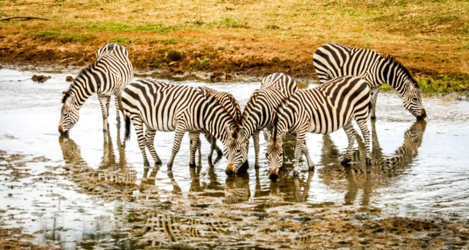 Explore Day trip in Tarangire National Park for 1 days with Africa Outland Safaris and discover unforgettable experiences - Photo 2