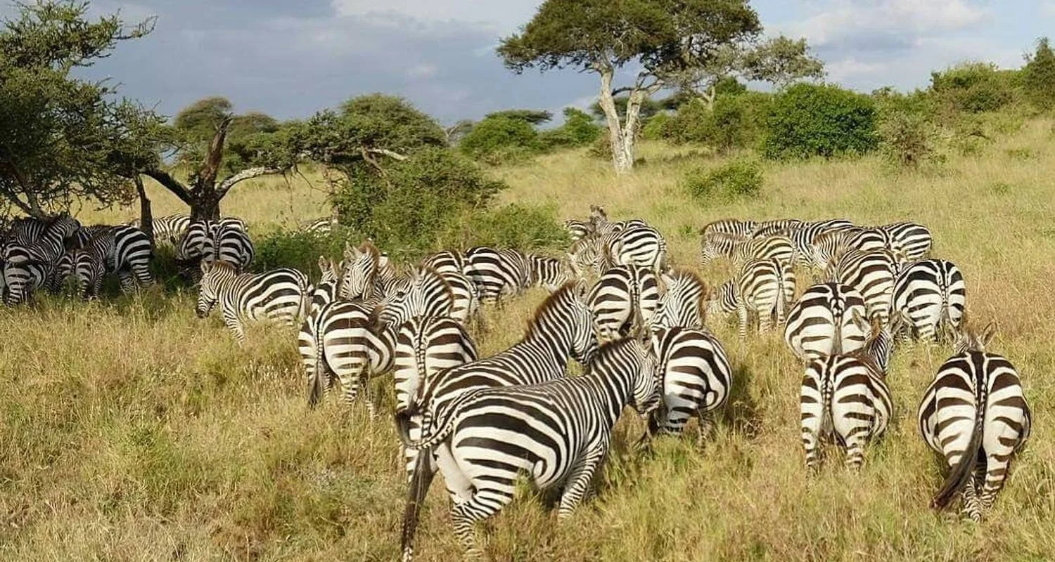 Explore 4 Days Touch of wildness Mid Range for 4 days with Africa Outland Safaris and discover unforgettable experiences - Photo 2