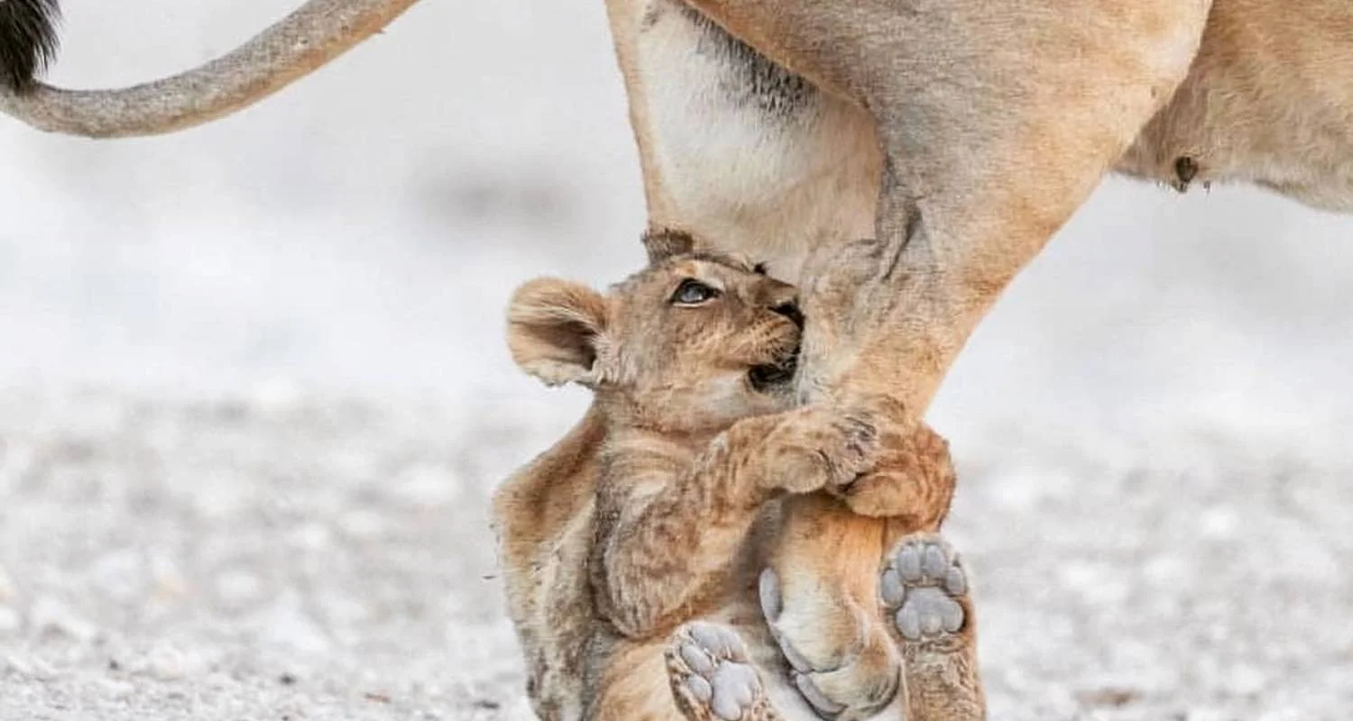 Explore 5 Days living Among lions luxury ,Tanzania safari. for 5 days with Africa Outland Safaris and discover unforgettable experiences - Photo 2
