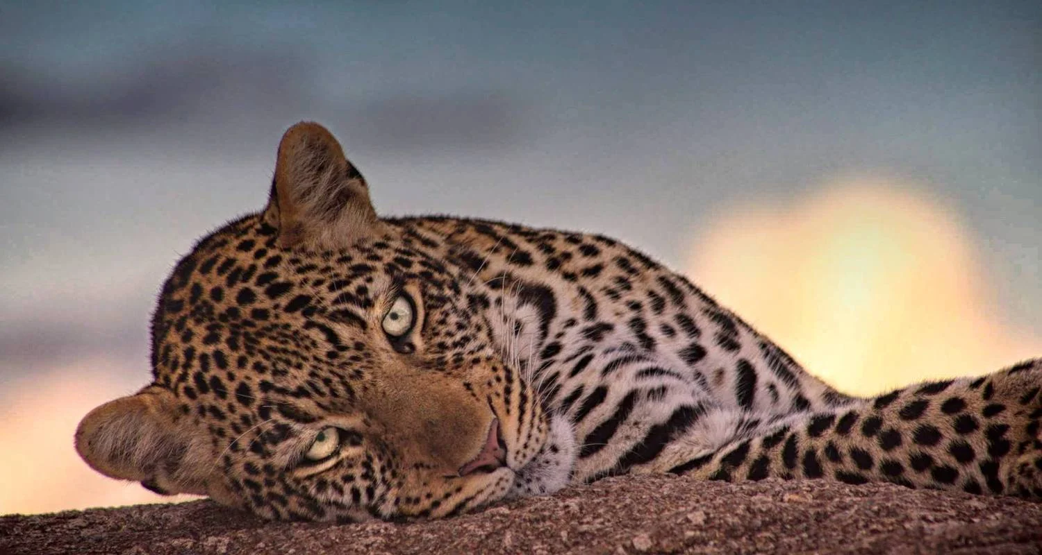 Explore 7 Days photograph Tented  camp safari. for 7 days with Africa Outland Safaris and discover unforgettable experiences - Photo 2