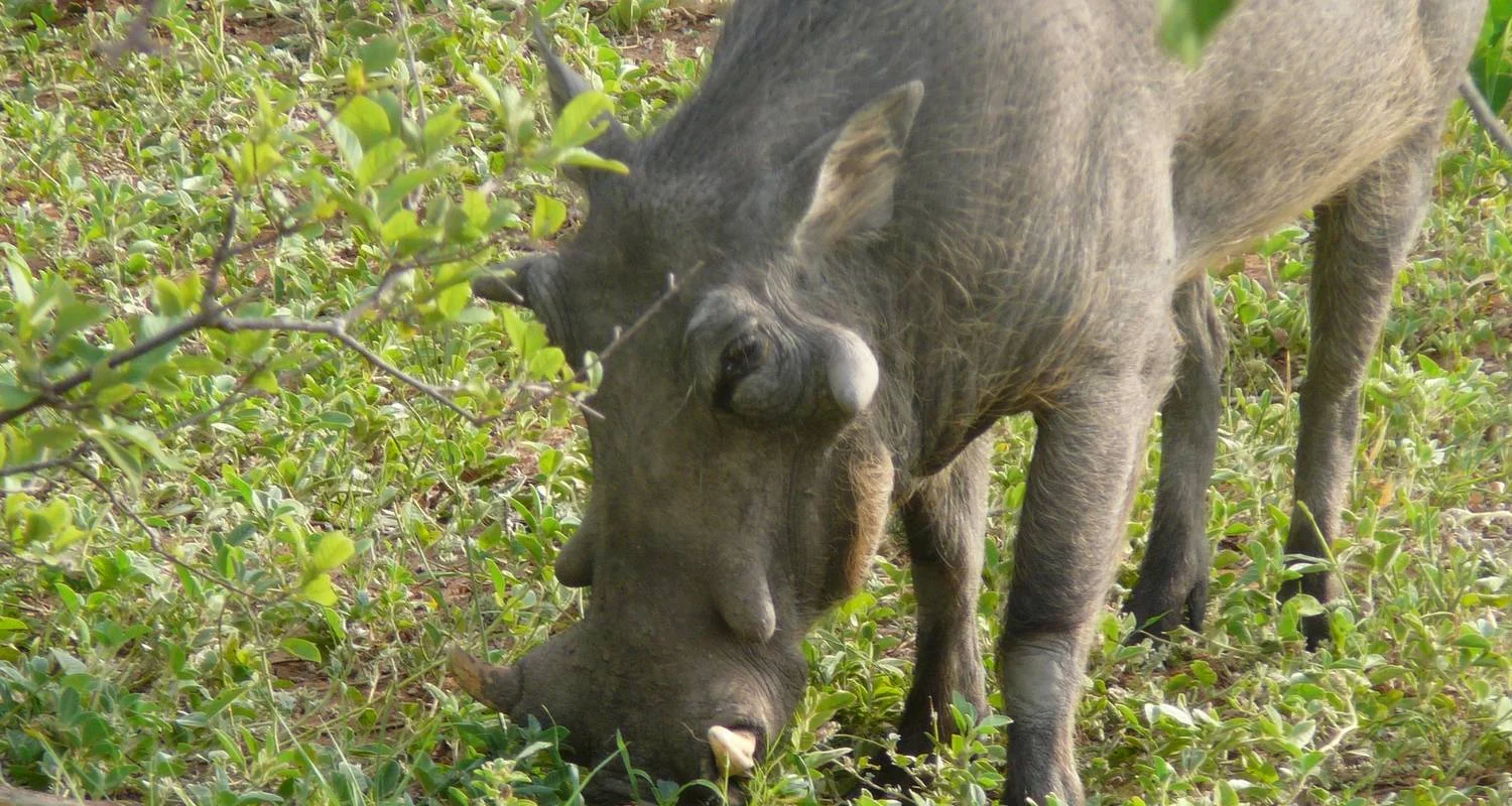 Explore Victoria Falls to Cape Town 22 Days Overlanding for 22 days with Africa Travel Co. and discover unforgettable experiences - Photo 2