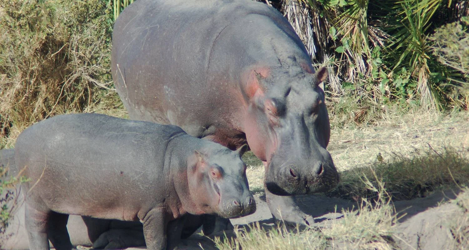 Explore Nairobi To Nairobi 11 Days Overlanding for 11 days with Africa Travel Co. and discover unforgettable experiences - Photo 3