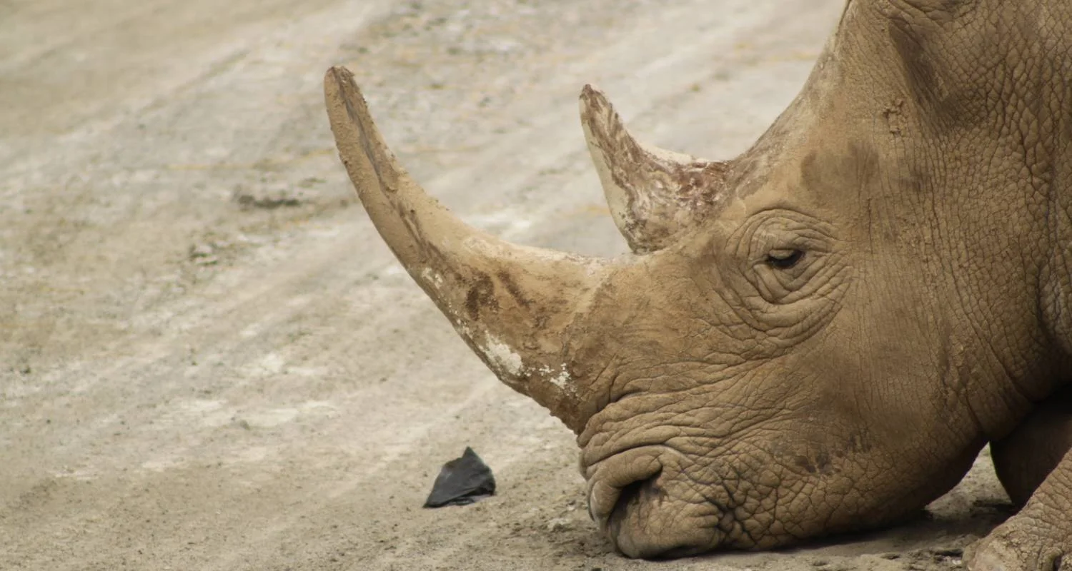 Explore Nairobi to Cape Town 43 Days Overlanding for 43 days with Africa Travel Co. and discover unforgettable experiences - Photo 2