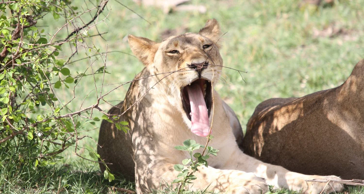 Explore Cape Town to Victoria Falls 22 Days Overlanding for 22 days with Africa Travel Co. and discover unforgettable experiences - Photo 2