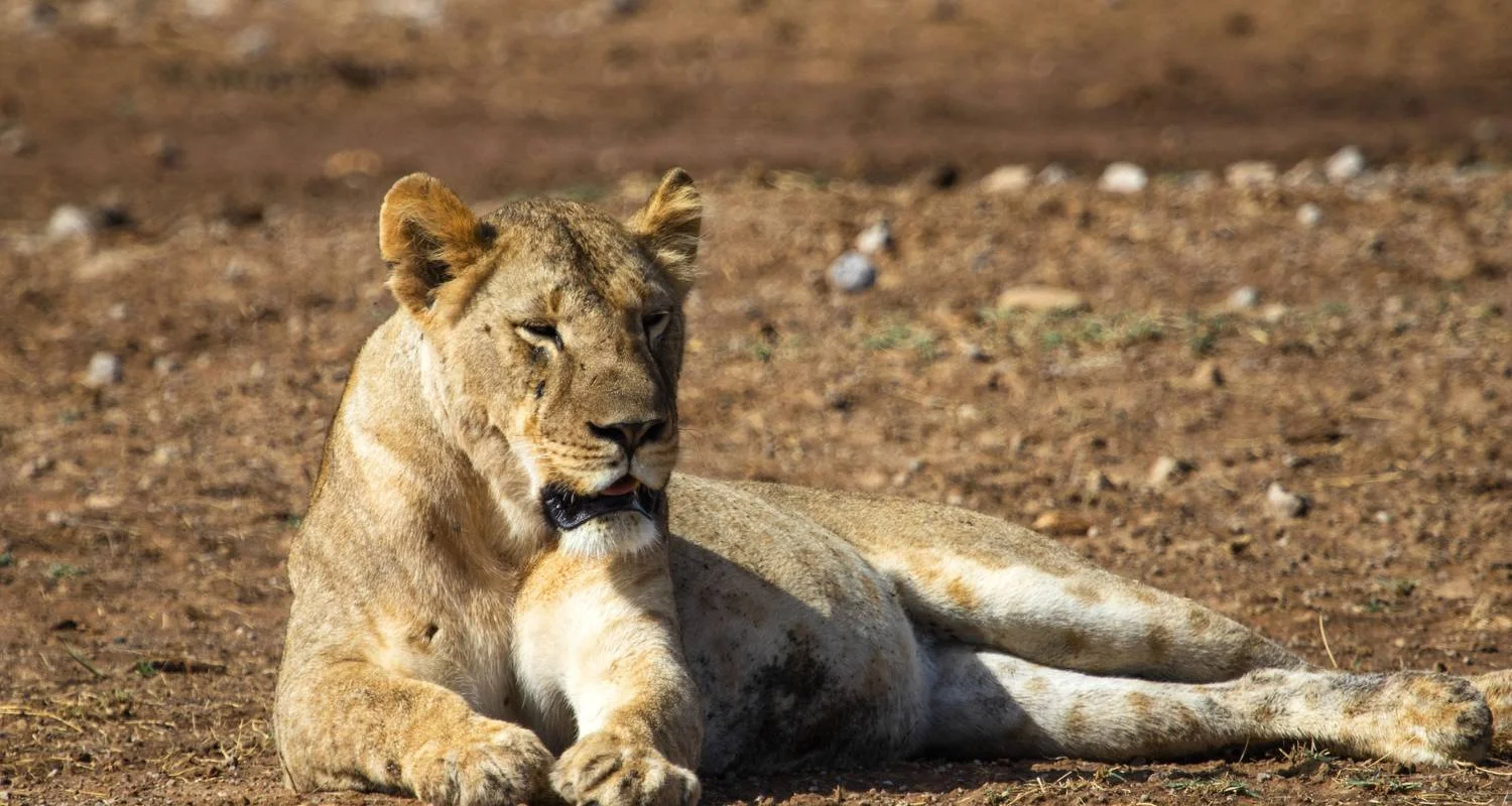 Explore 3 Days Masai Mara wilderbeest Migration watch Tour for 3 days with African Breeze Safaris and discover unforgettable experiences - Photo 2