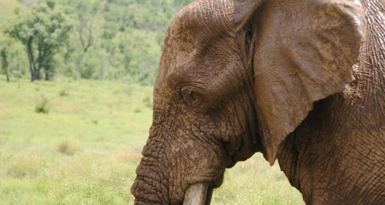 Explore 3 Days Jumbo Elephants Safari in Amboseli for 3 days with African Breeze Safaris and discover unforgettable experiences - Photo 2