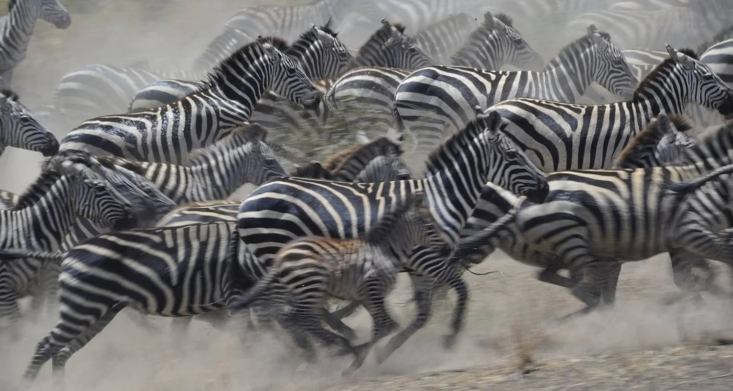Explore 6 Days Bird watching safari (Masai Mara & the Lakes) for 6 days with African Breeze Safaris and discover unforgettable experiences - Photo 2