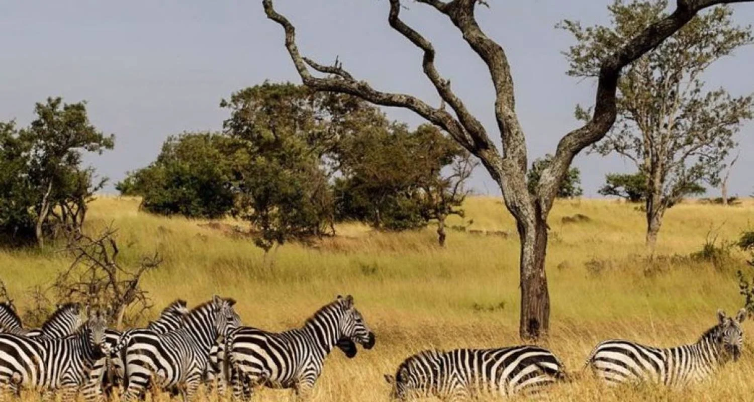Explore 5 -Day Amboseli- Tsavo West - East -Mombasa drop off for 5 days with African Breeze Safaris and discover unforgettable experiences - Photo 2