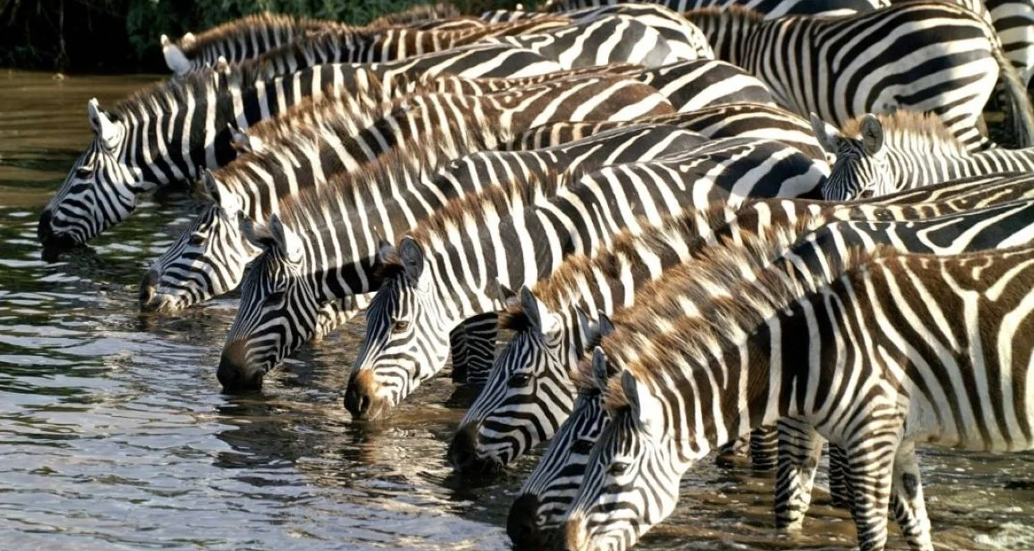 Explore 7 Days Big five Watch safari for 7 days with African Breeze Safaris and discover unforgettable experiences - Photo 2