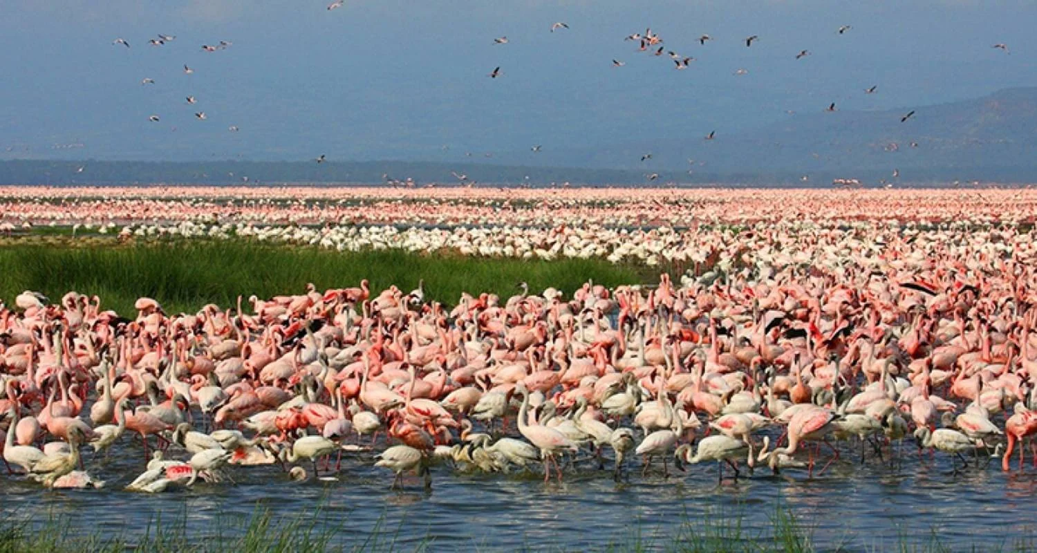 Explore 7 Days Masai Mara, the lakes & Amboseli safari. for 7 days with African Breeze Safaris and discover unforgettable experiences - Photo 2