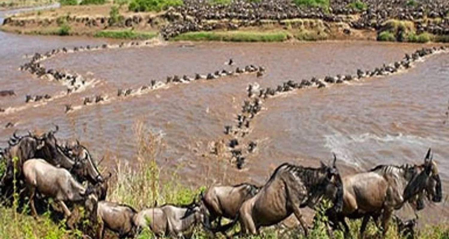 Kenya Round Trip Safari - 8 days with Africa Venture Safaris - Photo 2 Explore Kenya Round Trip Safari for 8 days with Africa Venture Safaris and discover unforgettable experiences - Photo 2