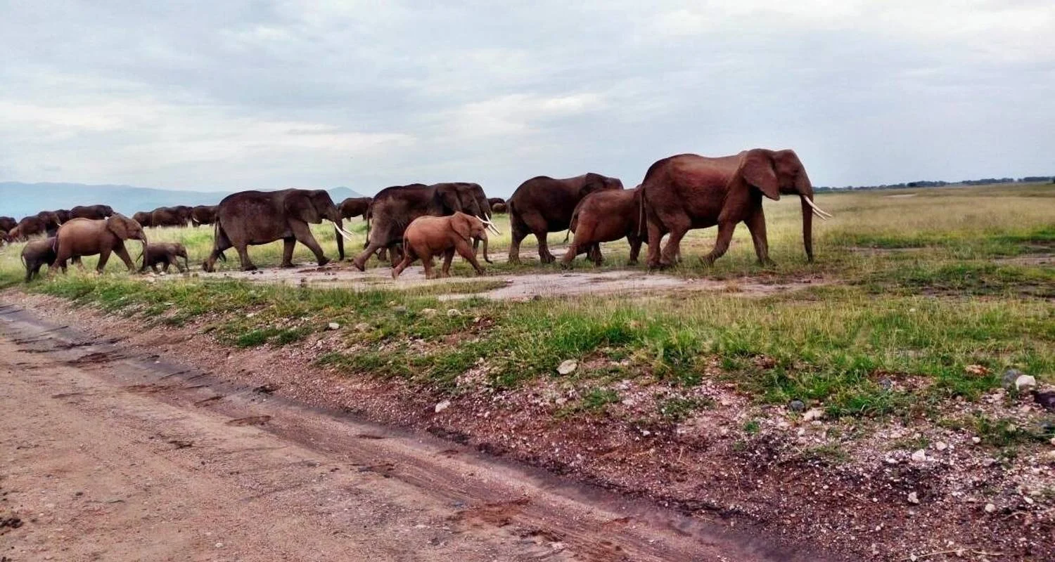 Kenya and Tanzania Overland Safari - 14 Days - 14 days with Africa Venture Safaris - Photo 2 Explore Kenya and Tanzania Overland Safari - 14 Days for 14 days with Africa Venture Safaris and discover unforgettable experiences - Photo 2
