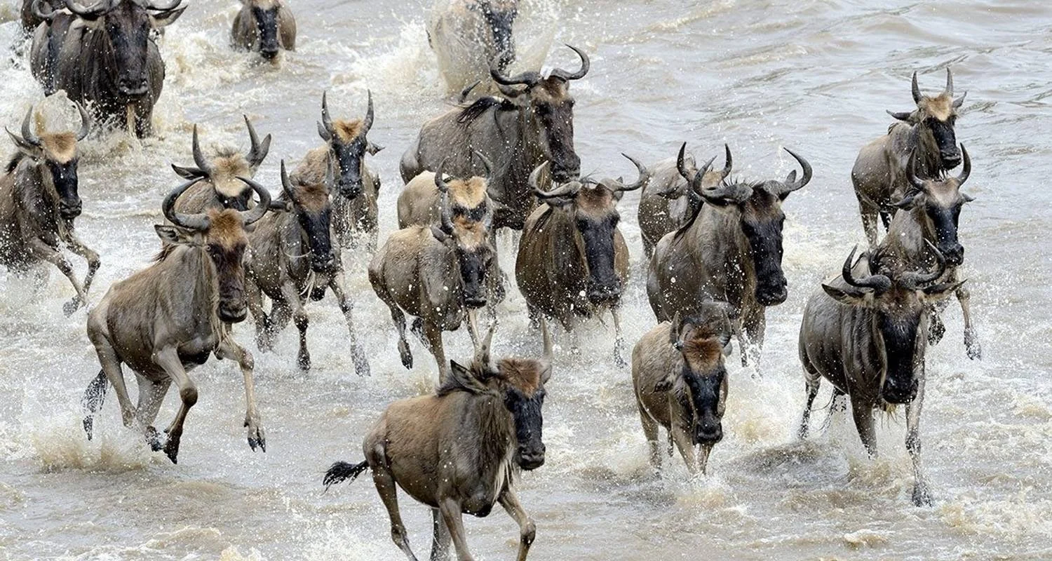 Maasai Mara Wildebeest Migration 2023 - 2024 Safari - 6 days with Africa Venture Safaris - Photo 2 Explore Maasai Mara Wildebeest Migration 2023 - 2024 Safari for 6 days with Africa Venture Safaris and discover unforgettable experiences - Photo 2