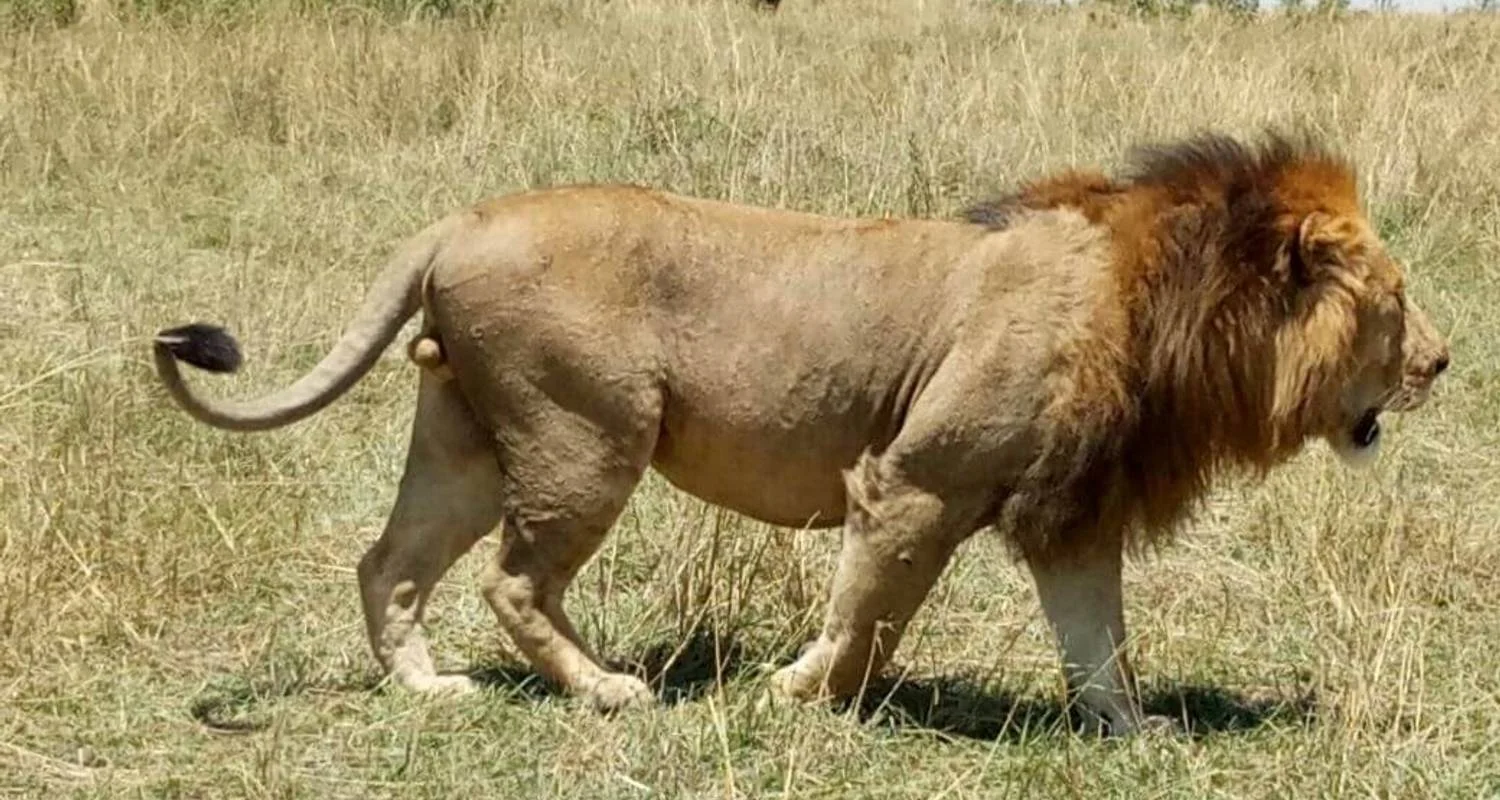 Explore Kenya and Tanzania in 8 Days - 8 days with Africa Venture Safaris - Photo 2 Explore Explore Kenya and Tanzania in 8 Days for 8 days with Africa Venture Safaris and discover unforgettable experiences - Photo 2