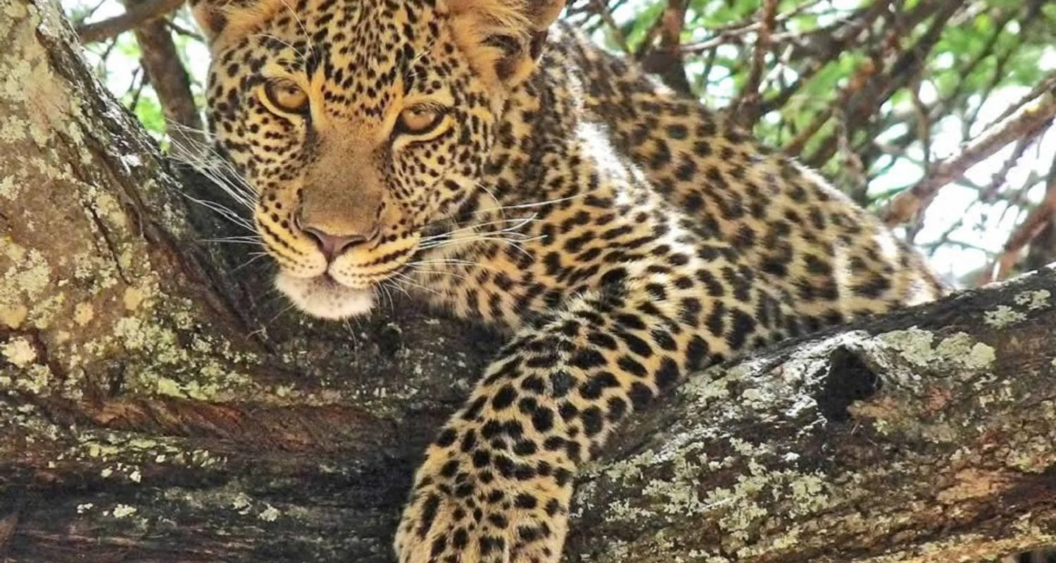 Explore Discover Tarangire National Park in 1-day for 1 days with Africa Natural Tours and discover unforgettable experiences - Photo 2