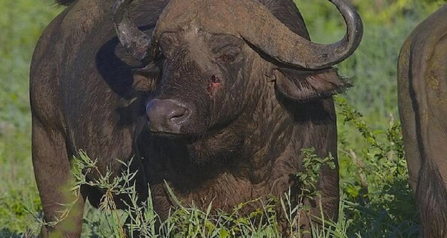 Explore The Perfect Itinerary First Time 2 Days in Tanzania - Tarangire and Ngorongoro crater with Reasonable Price. for 2 days with Africa Natural Tours and discover unforgettable experiences - Photo 2