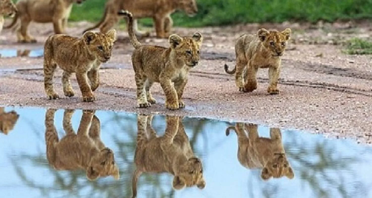 Explore The Ultimate15 Days African Safari with Reasonable Price. for 15 days with Africa Natural Tours and discover unforgettable experiences - Photo 2
