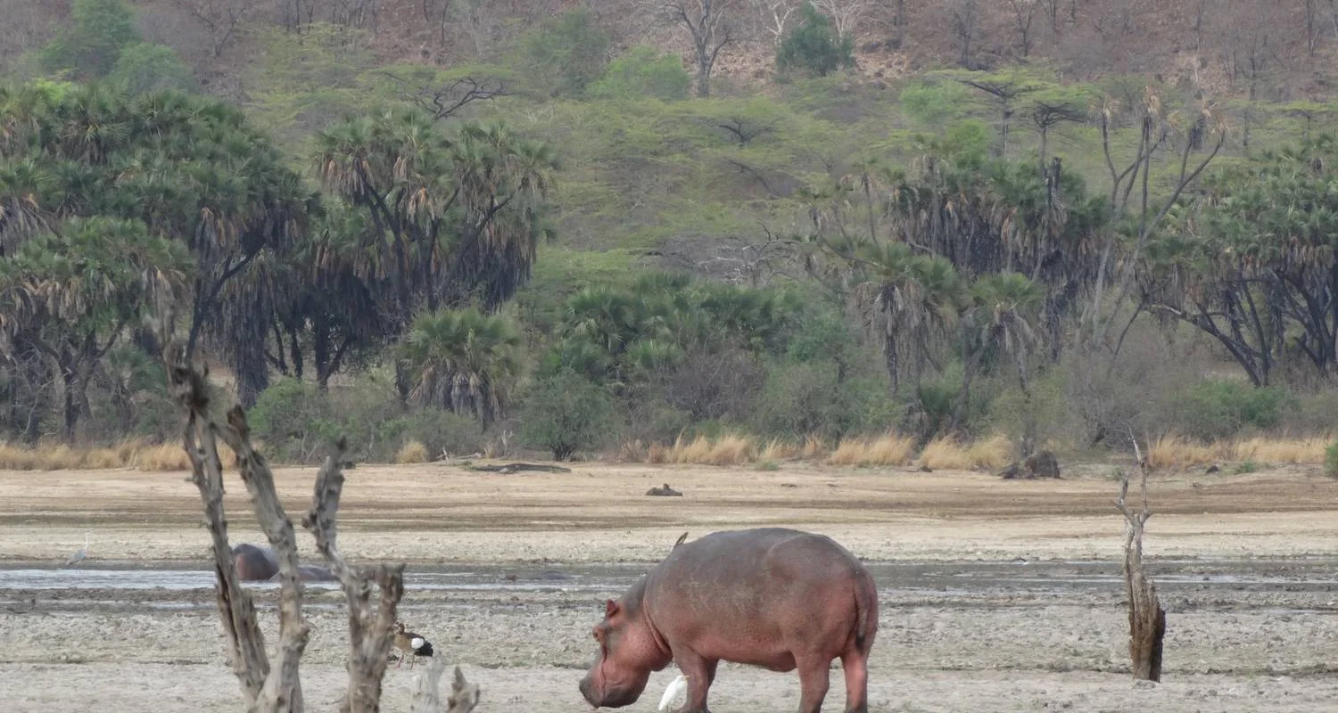 Explore 3 Days Nyerere NP (formerly Selous Game Reserve) Mid-Range Accommodation. for 3 days with African Pangolin Safaris and discover unforgettable experiences - Photo 2
